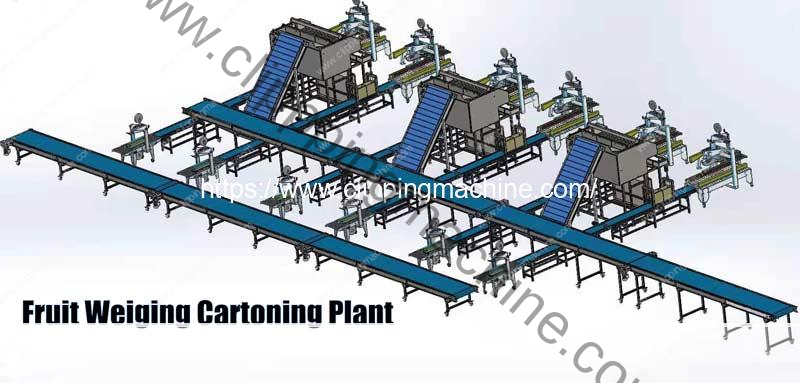 Automatic Fruit Weighing and Cartoning Packing Line